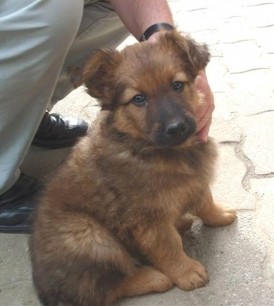 Balou 4