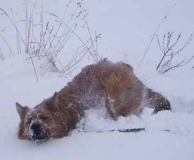 Balou 9 Januar 2010