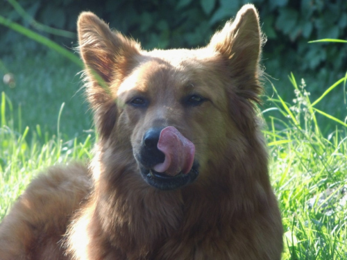 Balou am 12 Mai 2012
