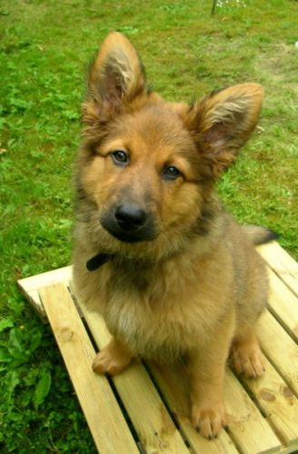 Balou am 16 Juni 2009