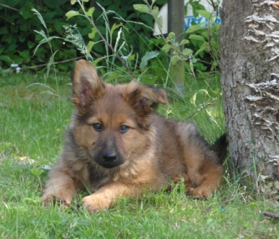 Balou am 2 Juni 2009