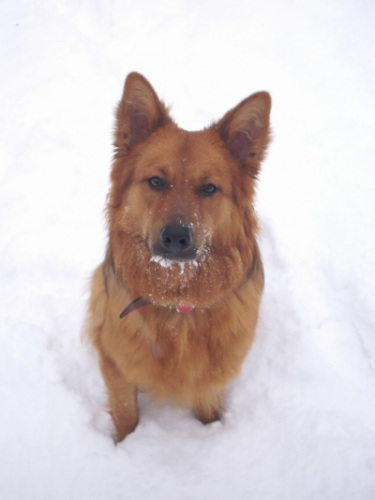 Balou am 3 Januar 2010