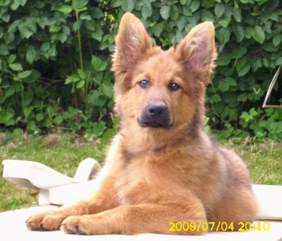 Balou am 4 Juli 2009