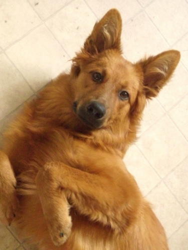 Balou am 4 Oktober 2009