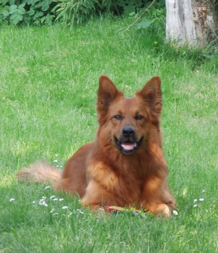 Balou am 4 August 2012
