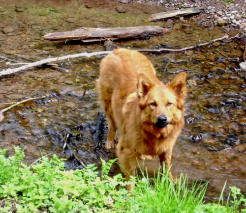 Balou am 26 April 2012