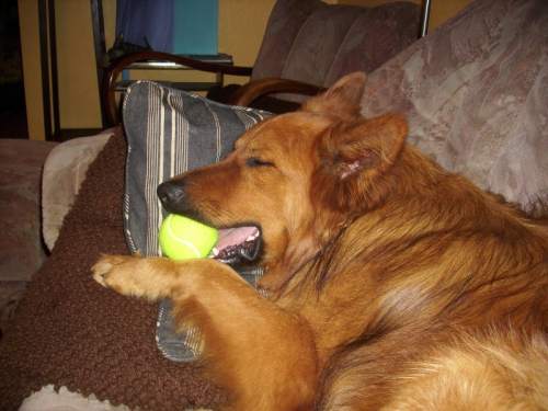 Balou am 14 Mai 2011