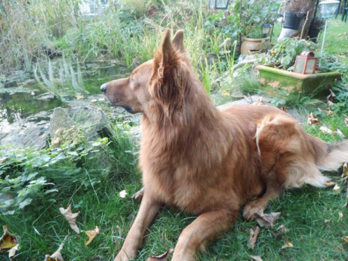 Balou am 10 Oktober 2012