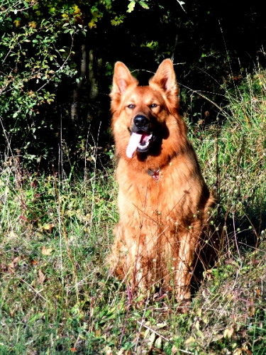 Balou am 15 September 2012