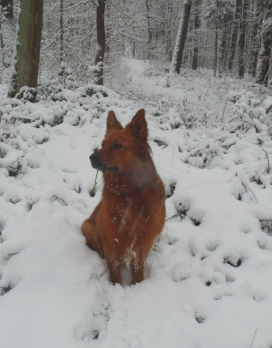 Balou am 12 Dezember 2012
